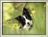 Pies, Border Collie, Łąka